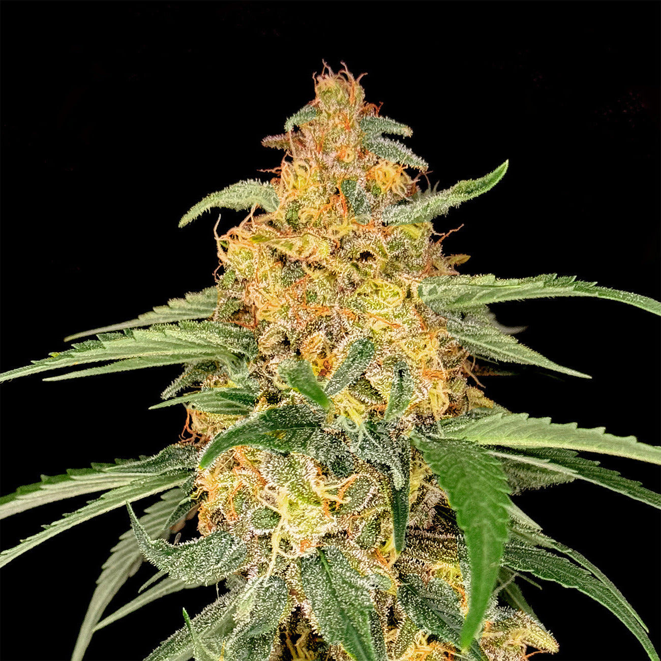 Dutch Cheese autoflower – Dutch Seed Farmers