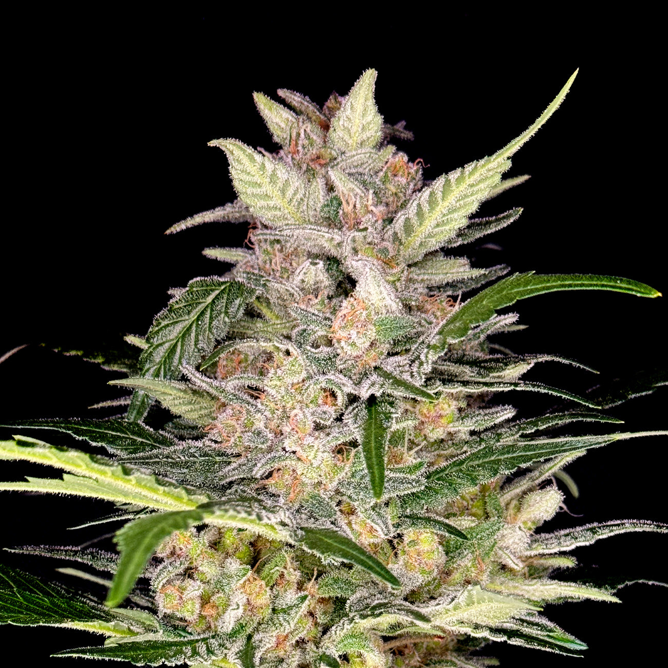 Dutch Sour Diesel Haze autoflower